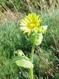 Doronicum pardalianche0.jpg