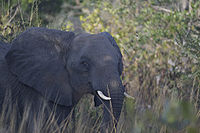 Elephant, Katavi.jpg