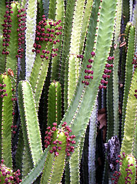Euphorbia canariensis - Huntington.jpg
