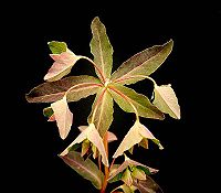 Euphorbia dulcis3 ies.jpg