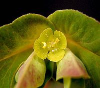 Euphorbia dulcis6 ies.jpg