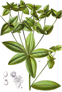 Euphorbia dulcis Sturm28.jpg