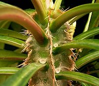 Euphorbia lophogona2 ies.jpg