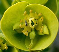Euphorbia myrsinites12 ies.jpg