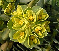Euphorbia myrsinites5 ies.jpg