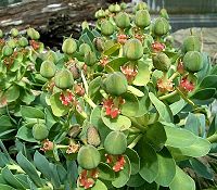 Euphorbia myrsinites 15 ies.jpg