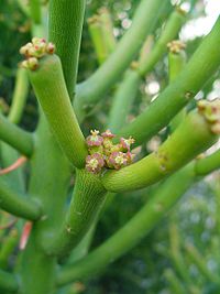 Euphorbia tirucalli 003.JPG