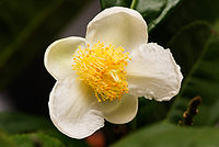 200px Flower of camellia sinensis