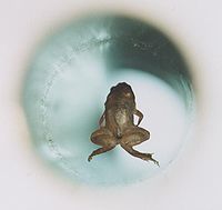 200px Frog diamagnetic levitation