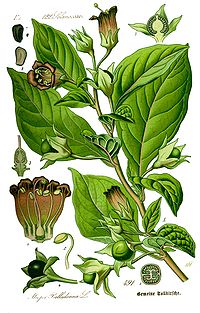 Illustration Atropa bella-donna0 clean.jpg