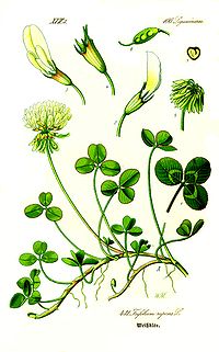 200px Illustration Trifolium repens1