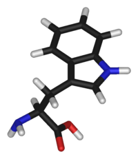 Триптофан: вид молекулы
