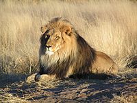 200px Lion waiting in Namibia