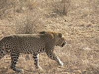 Male leopard samburu.jpg