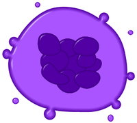 мегакариоциты в костном мозге в большом количестве что это. 200px Megakaryocyte. мегакариоциты в костном мозге в большом количестве что это фото. мегакариоциты в костном мозге в большом количестве что это-200px Megakaryocyte. картинка мегакариоциты в костном мозге в большом количестве что это. картинка 200px Megakaryocyte. Часто мегакариобластный лейкоз сочетается с фиброзом костного мозга (острый миелосклероз). Плохо поддаётся терапии поэтому прогноз, как правило, неблагоприятный.