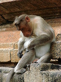 Monkey at Sri Ranganathaswamy Temple - Near Mysore - India.JPG