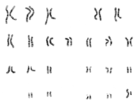 мужчина и человек мужского пола. 200px NHGRI human male karyotype. мужчина и человек мужского пола фото. мужчина и человек мужского пола-200px NHGRI human male karyotype. картинка мужчина и человек мужского пола. картинка 200px NHGRI human male karyotype. Различия между мужиком и мужчиной довольно большие. Конечно, если учитывать лишь звучание слов, то всё понятно, ведь речь идет о лице мужского пола. Что касается мнения женщин, то мужиками и мужчинами называют не одних и тех же людей.