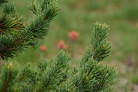Pinus aristata foliage.jpg