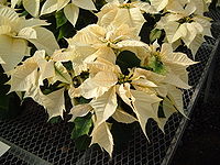 Pointsettia 3.JPG