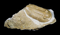 Окаменелость трилобита Pseudoasaphus praecurrens. Палеозой (468—460 млн лет назад), река Копорка, окрестности Санкт-Петербурга.
