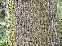 Quercus frainetto1.jpg