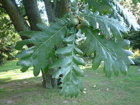 Quercus frainetto RB2.JPG