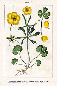 Ranunculus auricomus Sturm52.jpg
