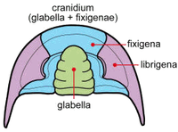 SamGonIII cranidium.png