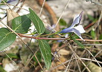 Vinca-difformis-20090409-1.jpg