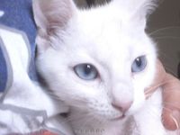 Котенок что оно обозначает. Смотреть фото Котенок что оно обозначает. Смотреть картинку Котенок что оно обозначает. Картинка про Котенок что оно обозначает. Фото Котенок что оно обозначает
