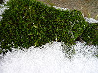 200px moss snow Домострой