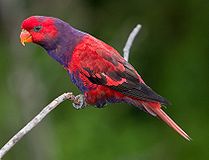 Violet Necked Lory.jpg