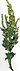 Starr 010222-9001 Ambrosia artemisiifolia.jpg