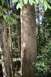 Eucalyptus oreades trunk Katoomba.JPG