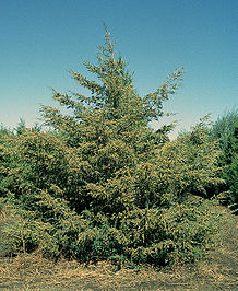 Juniperus virginiana tree.jpg