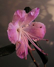 Rhododendron sp2.jpg