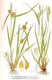 437 Carex flava, C. pallescens.jpg