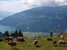 220px 5876 Schynige Platte Cows over Interlaken