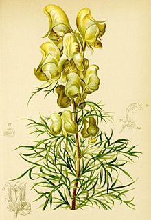 Aconitum anthora Atlas Alpenflora.jpg