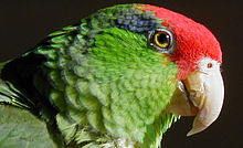 Amazona viridigenalis -head.jpg