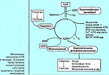 Анаэробные условия это что такое. Смотреть фото Анаэробные условия это что такое. Смотреть картинку Анаэробные условия это что такое. Картинка про Анаэробные условия это что такое. Фото Анаэробные условия это что такое
