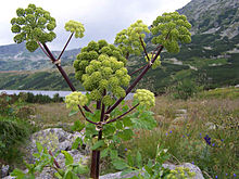 Archangelica officinalis a2.jpg