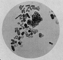 220px Azotobacter cells