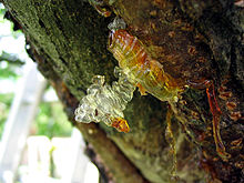 что такое смола у деревьев. 220px Baumharz resin cherry. что такое смола у деревьев фото. что такое смола у деревьев-220px Baumharz resin cherry. картинка что такое смола у деревьев. картинка 220px Baumharz resin cherry. Смола или живица выделяется преимущественно у деревьев хвойных пород при повреждении древесного покрова. Как только она выступает, имеет вид густой вязкой массы. При воздействии с воздухом застывает и отвердевает и становится смолой. Расскажем все о живице хвойных деревьев