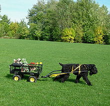 Black Russian Terrier carting.jpg