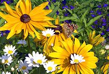 220px Blume mit Schmetterling und Biene 1uf