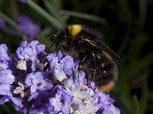 Bombus pratorum.jpg