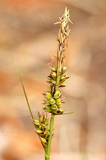 Carex.pilulifera.-.lindsey.jpg