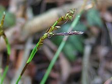 Carex digitata mann.jpeg