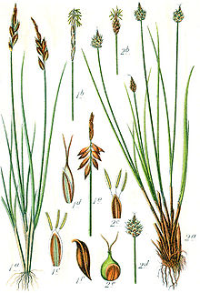 Carex spp Sturm23.jpg